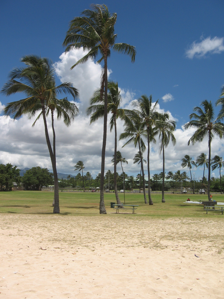 Palm trees along Ewa Beach