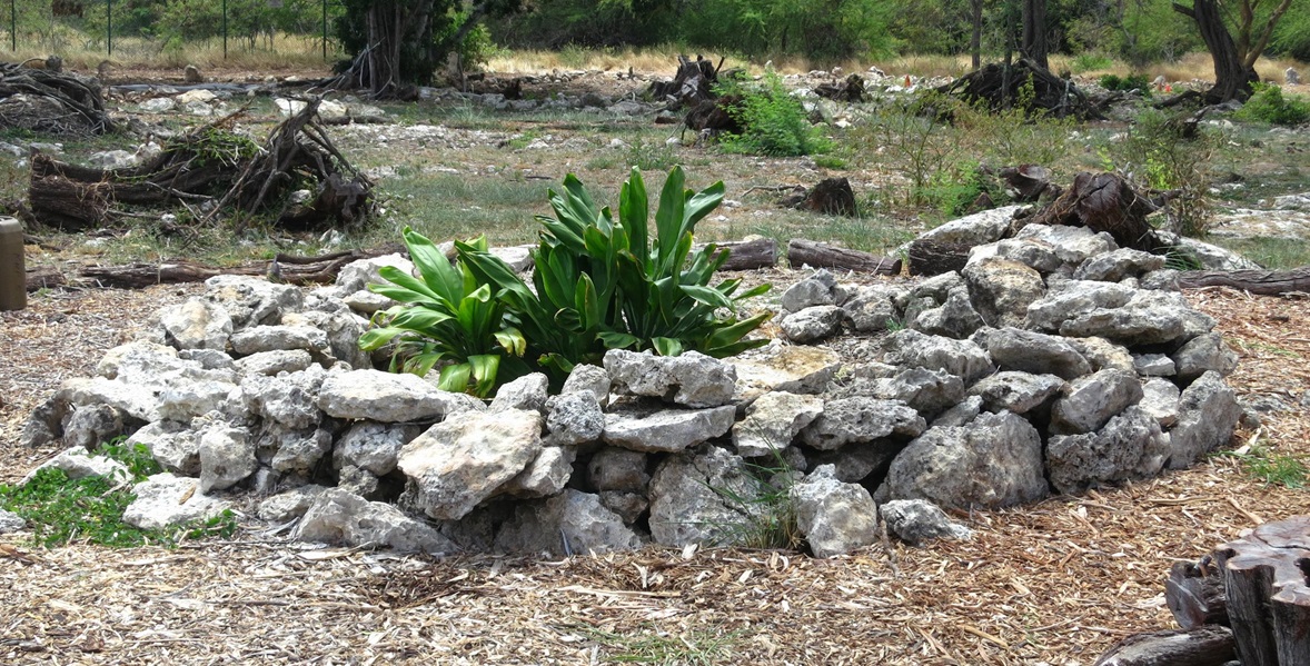 Ewa Rock Enclosure w Tee Plants in Karst at Cultural Park