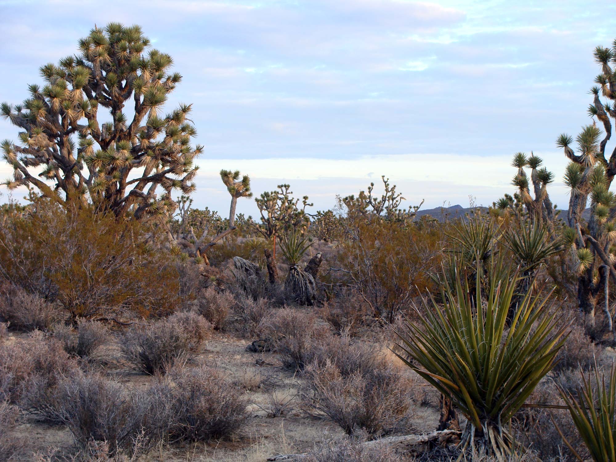 Wee Thump Joshua Tree Wilderness (Zzyzx)