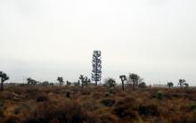 A cell tower disguised as a tree