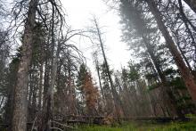 Damages caused by bark beetles