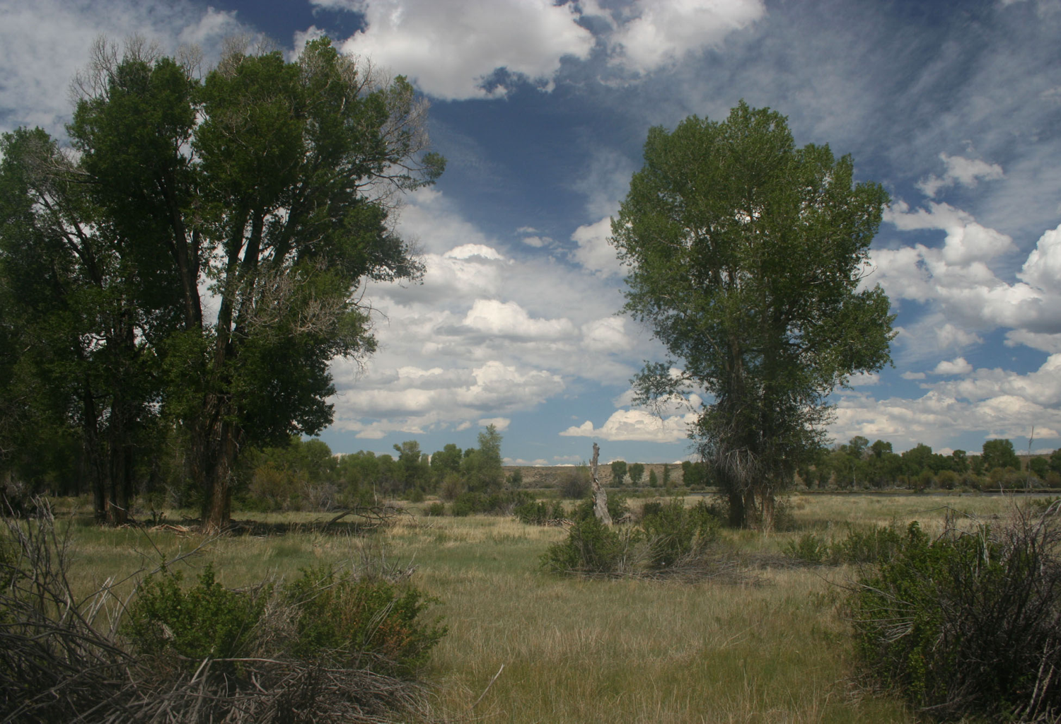 Emigrant-era island at New Fork Park