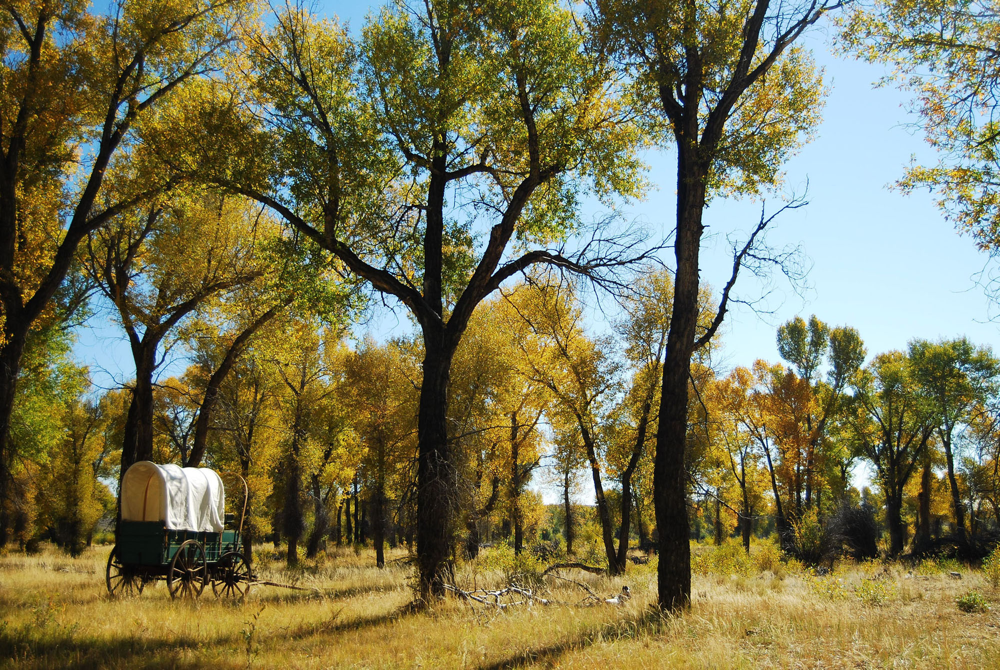 A wagon amid the trees of New Fork Park