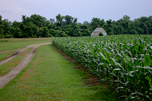 Camden Farm