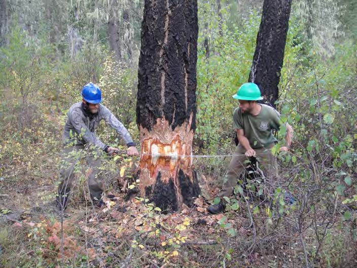 Fire-killed trees onsite were felled and used as supports