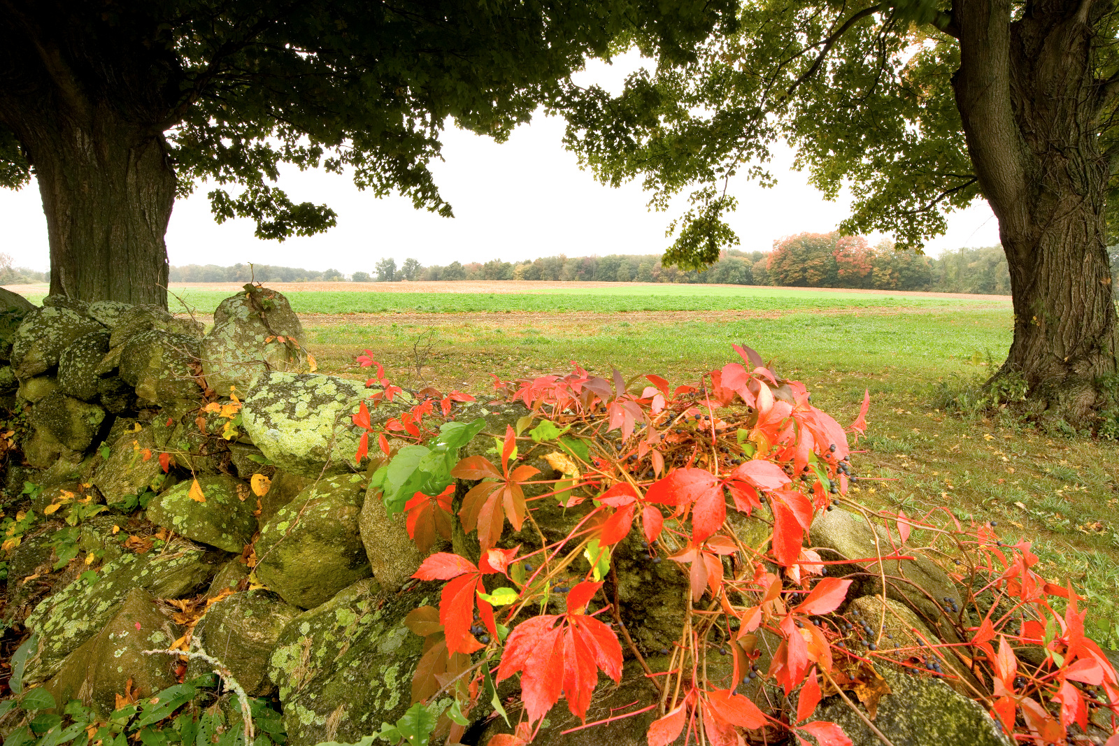 cover crops