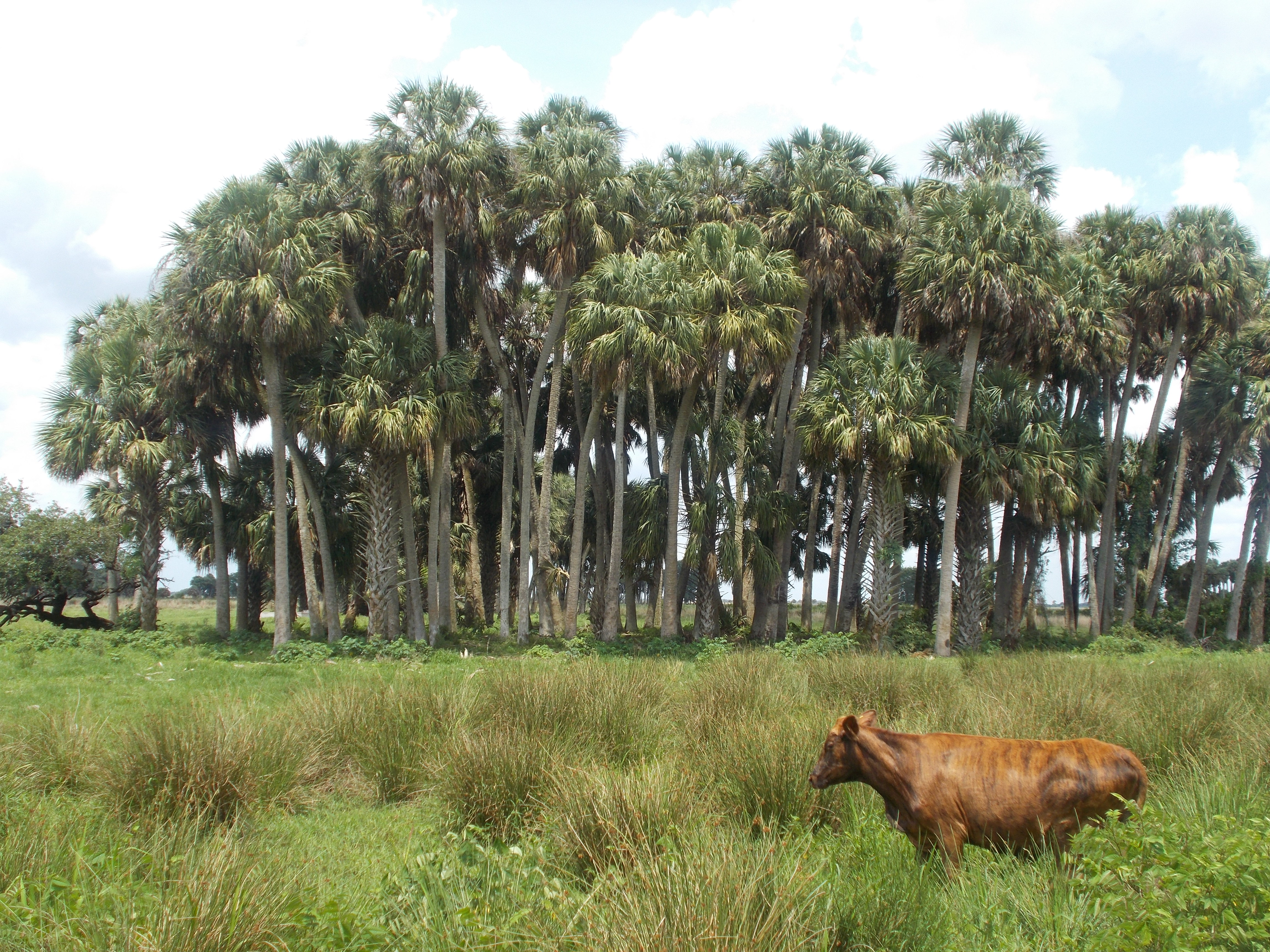 prescribed grazing