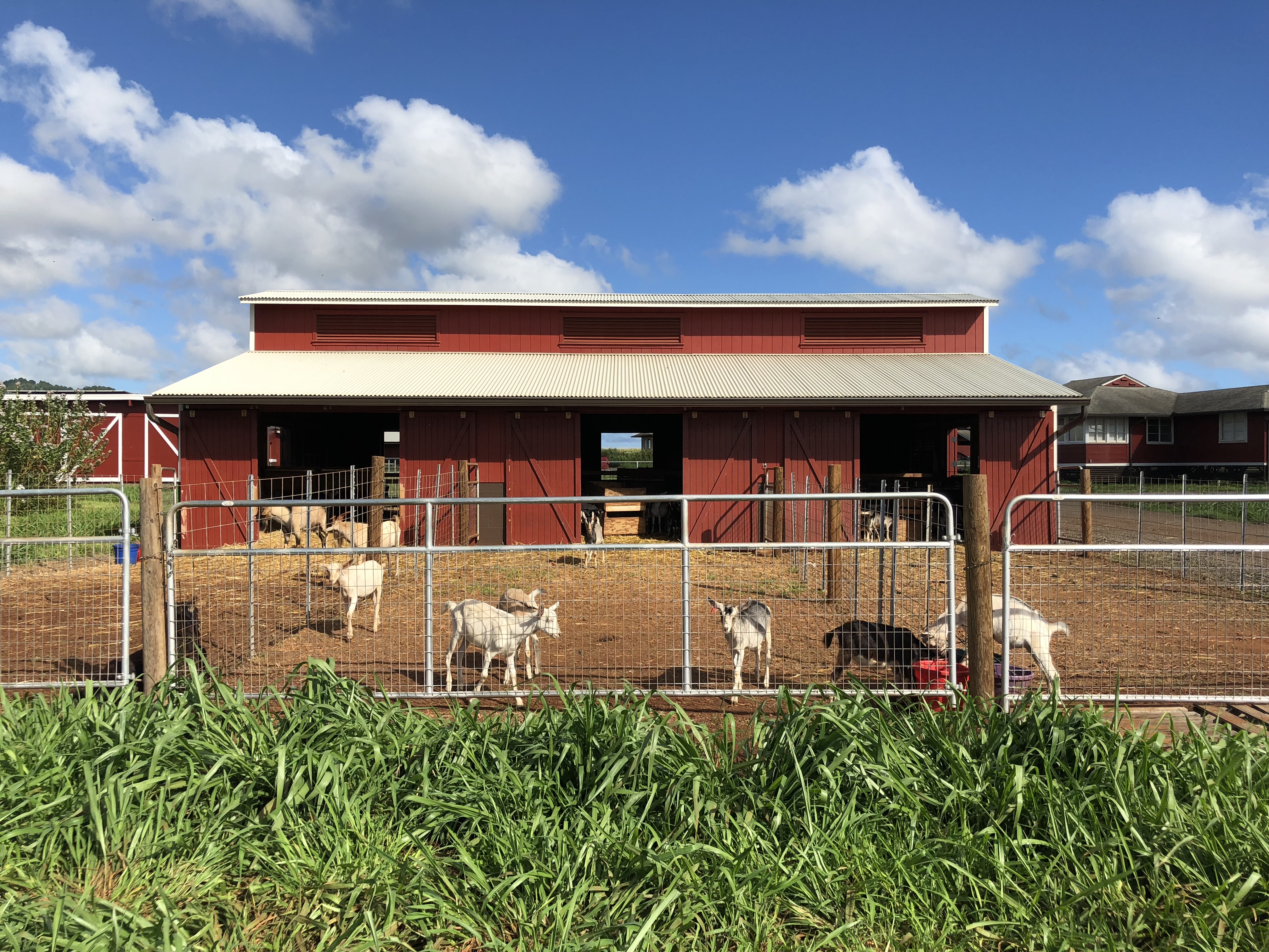 Goats at the farm