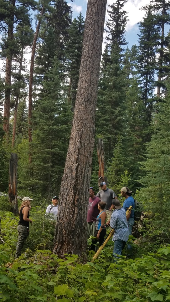 THPP students and faculty viewing a culturally modified pine tree in Glacier National Park (modification not visible)